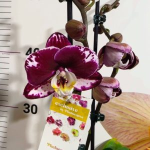 Фаленопсис 2  #223