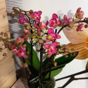 Alternative view of Ароматен Фаленопсис 2цв. Пелорик #801