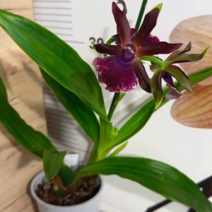 Alternative view of Арома Зигопеталум #95