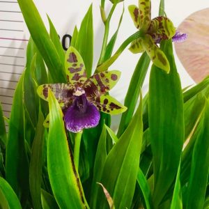 Арома Зигопеталум #93