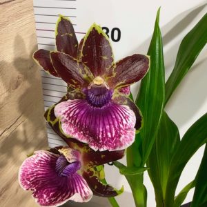 Арома Зигопеталум #96