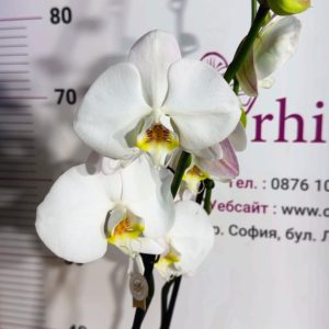 Alternative view of Фаленопсис 2  #217