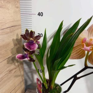 Alternative view of Арома Зигопеталум #96