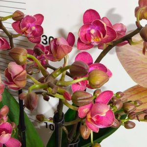 Ароматен Фаленопсис 2цв. Пелорик #801