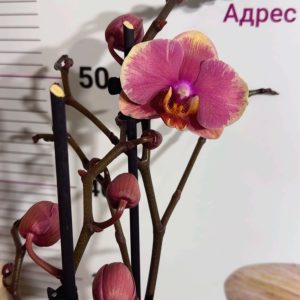 Alternative view of Фаленопсис 2  #225