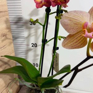 Alternative view of Фаленопсис 2  #221