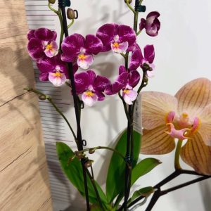 Alternative view of Фаленопсис 2  #220