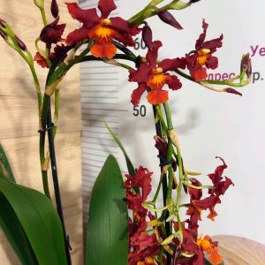 Alternative view of Ароматна Камбрия Каскадна  #98