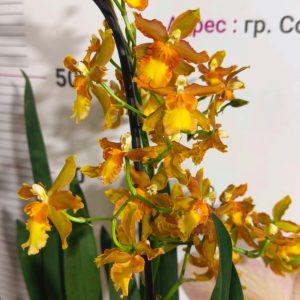 Ароматна Камбрия Каскадна  #101