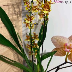 Alternative view of Ароматна Камбрия Каскадна  #100