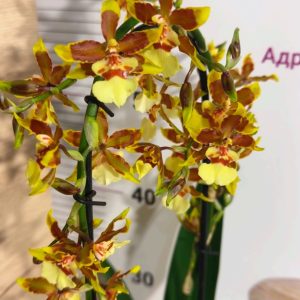 Ароматна Камбрия Каскадна  #100