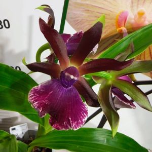 Арома Зигопеталум #95