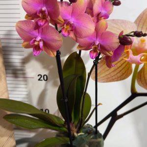 Alternative view of Фаленопсис 2  #219