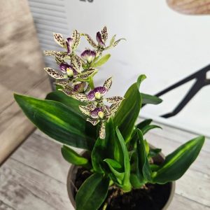 Alternative view of Орхидея Енциклия  #1