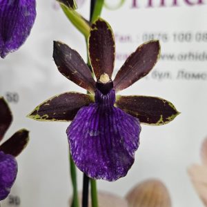 Арома Зигопеталум #96