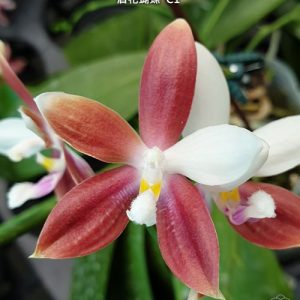 Phal. tetraspis 'C1' #32