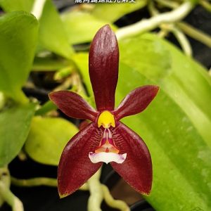 Phal. cornu-cervi var. red × sib #41