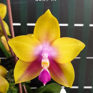 Phal. Miki Muse Bear King   #36