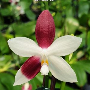 Phal. tetraspis 'C2' #33