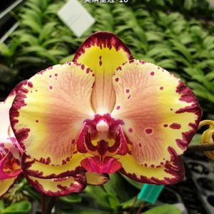 Phal. Miki Crown '16' SM/TOGA  #43