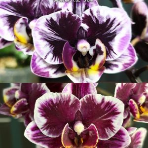 Phal. Miki Black Angel  #42