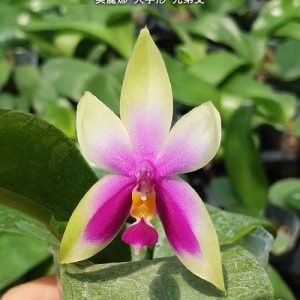 Phal. bellina 'Fire' × sib  #35