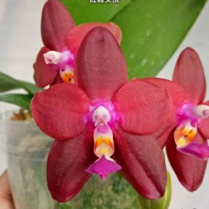 Phal. Meidarland Kaiulani 'Red Girl' #30