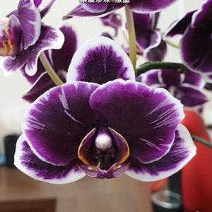 Phal. (Chiada Gloria × Yu Pin Pearl) 'Splash' #38