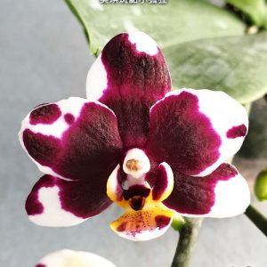 Phal. Miki Crown ’16’ SM/TOGA #43 #44