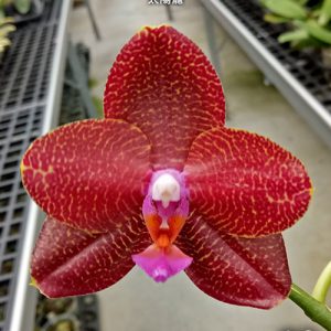 Phal. LD Sun Dragon  #40