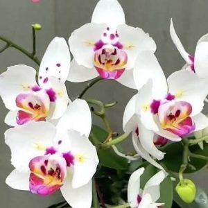 Phalenopsis Sugar Frost  #178