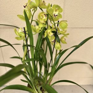 Alternative view of Цимбидиум  #75