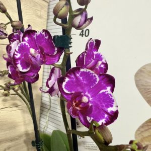 Фаленопсис 2 цв. #323