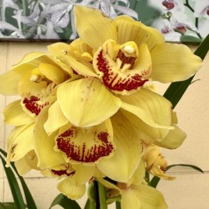 Цимбидиум  #74