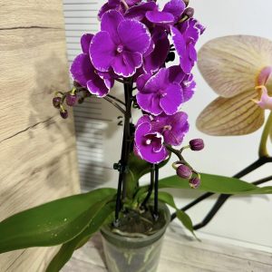 Alternative view of Фаленопсис 2-3 цв. #322