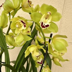 Цимбидиум  #75