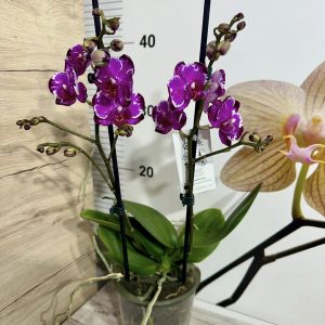 Alternative view of Фаленопсис 2 цв. #323