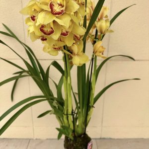 Alternative view of Цимбидиум  #74