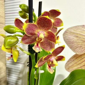 АРОМА Орхидея Фал. 2-3цв. #407
