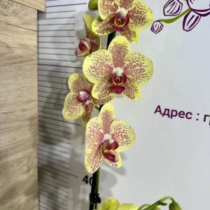 Фаленопсис 2цв.   #425