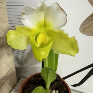 Орхидея Пафиопедилум XXL #0102