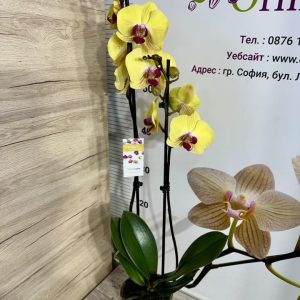 Alternative view of Фаленопсис 2цв.   #423