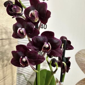 Фаленопсис 2цв.   #439