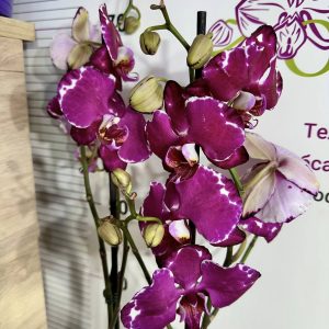 Фаленопсис 2цв.   #433