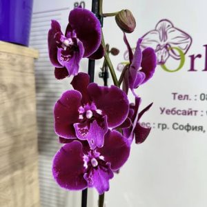 Фаленопсис 2цв.   #430