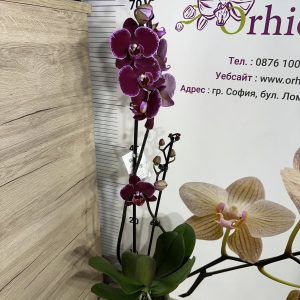 Alternative view of Фаленопсис 2цв.   #436