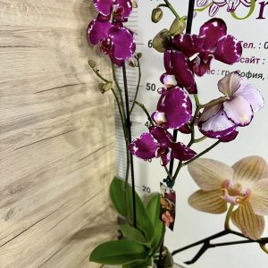 Alternative view of Фаленопсис 2цв.   #433