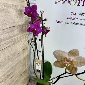 Alternative view of Фаленопсис 2цв.   #443