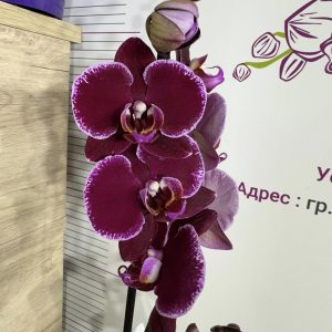 Фаленопсис 2цв.   #436