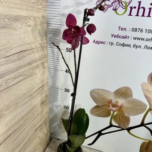 Alternative view of Фаленопсис Пелорик 1цв.  #441